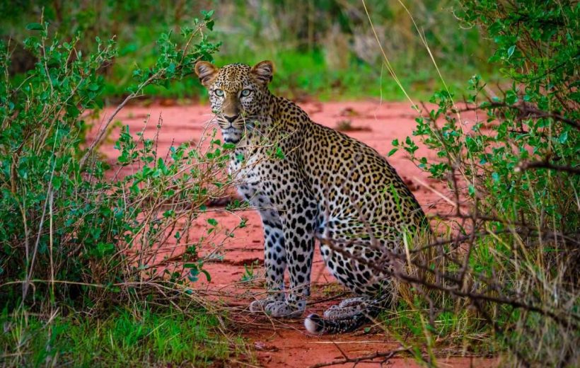 Pole Pole Gold - Exclusive Big Five Safari in Tanzania