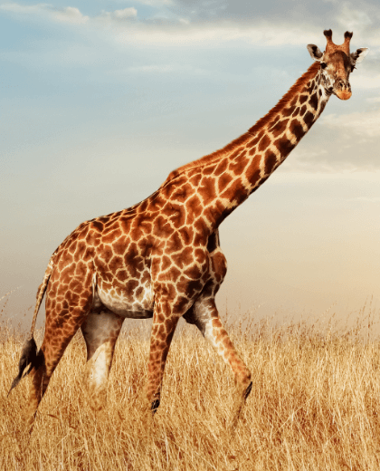 Poa Safari - Adventure in Tarangire, Serengeti and Ngorongoro