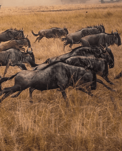 GREAT MIGRATION