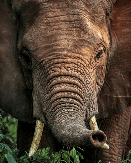 Safari Tembo Big Five – Tarangire, Serengeti e Ngorongoro