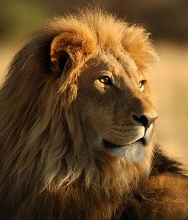 Safari Kwenda - Jornada pelo Serengeti e Ngorongoro