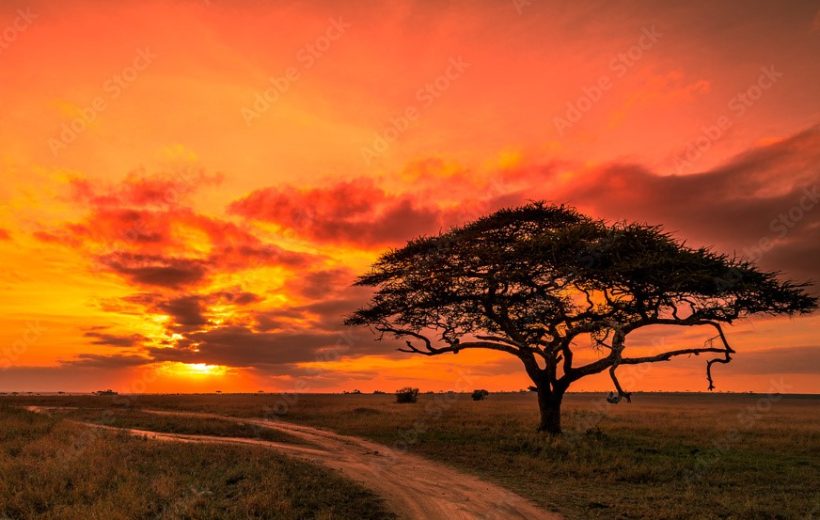 Tanzania Garden: Safari em Busca da Vida Selvagem Icónica de África