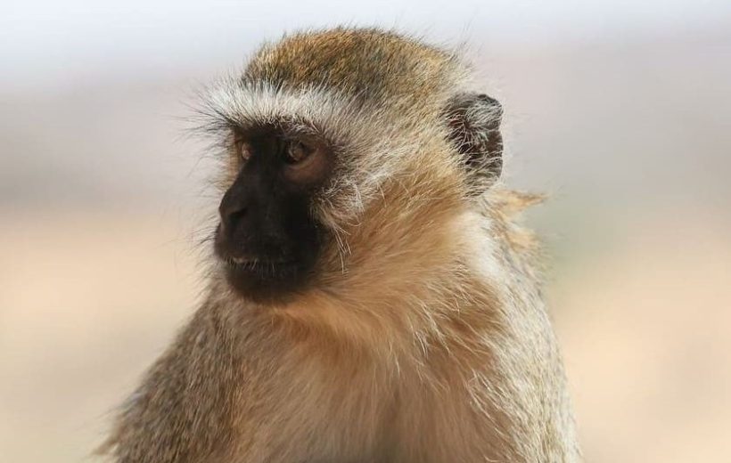 Safari à Mikumi: De l'île de Zanzibar à la Magie de la Savane Africaine