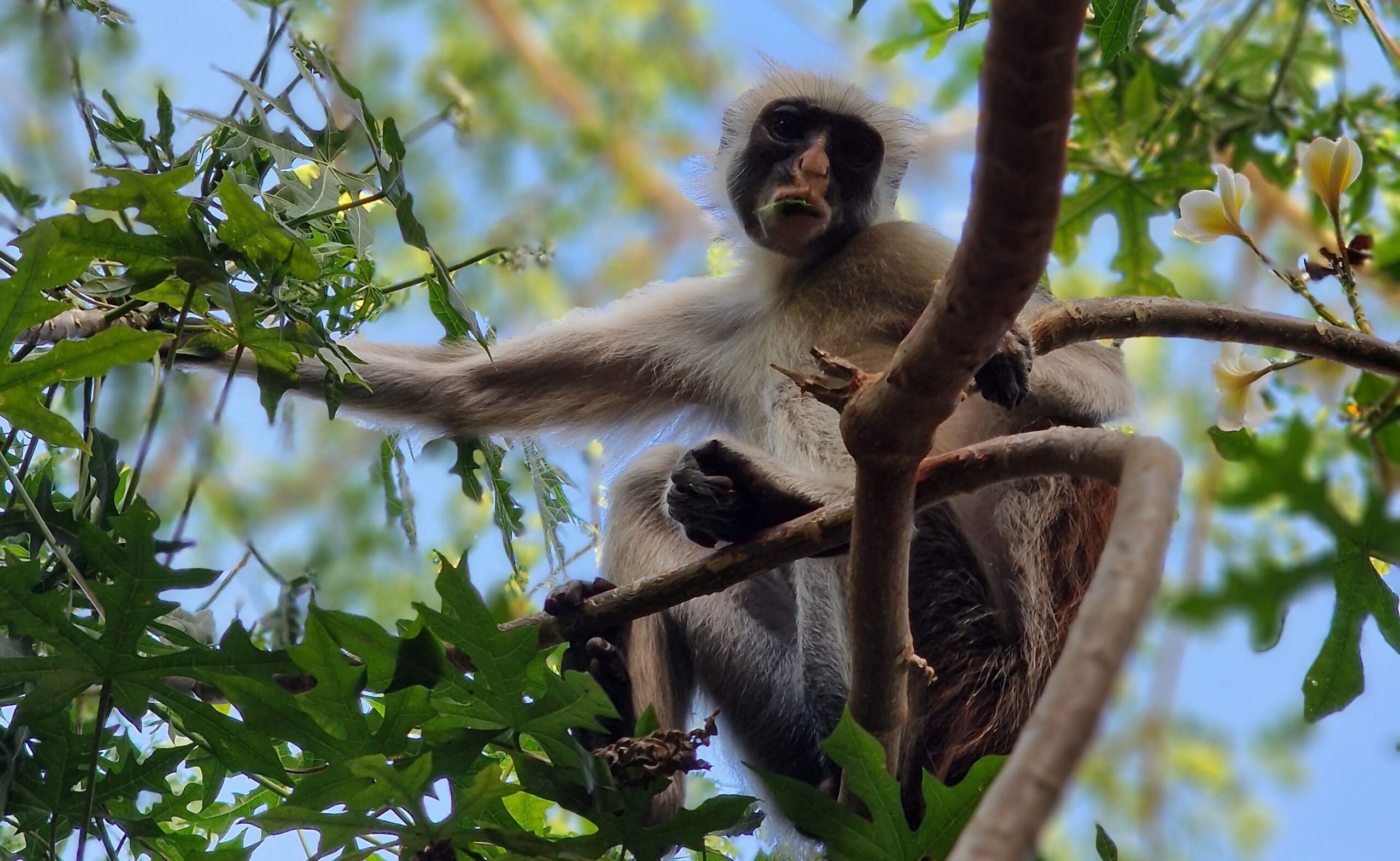 Floresta de Jozani e Macacos Colobus Vermelhos – Zanzibar