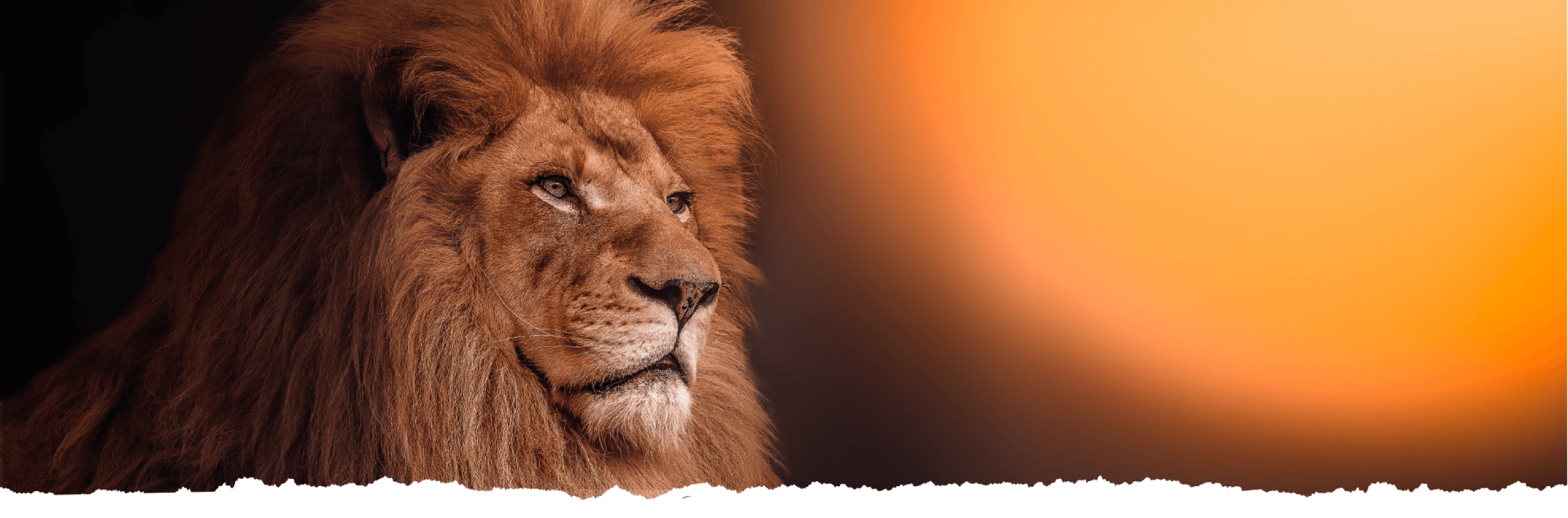 Simba_banner_otimizado Simba_banner_otimizado